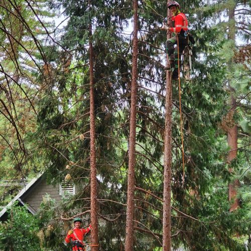 Emergency Tree Removal Services in Cameron Park CA