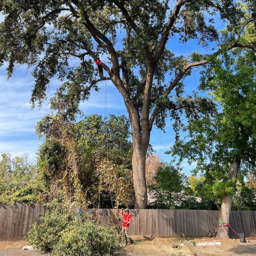 Tree Removal Services in Cameron Park CA