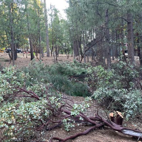 Defensible Space Creation in Cameron Park CA