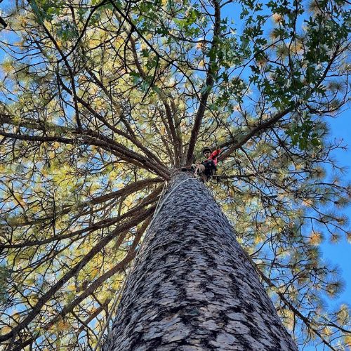 Tree Pruning and Trimming Services in Cameron Park CA