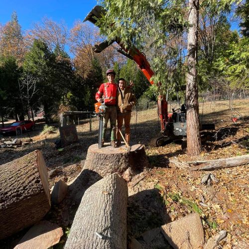 Tree Removal Services in Cameron Park CA