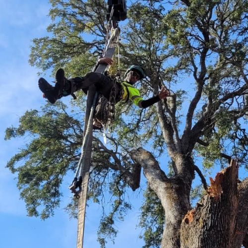 Tree Pruning and Trimming Services in Cameron Park CA