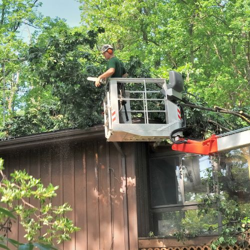 Crane Tree Removal Services in Cameron Park CA