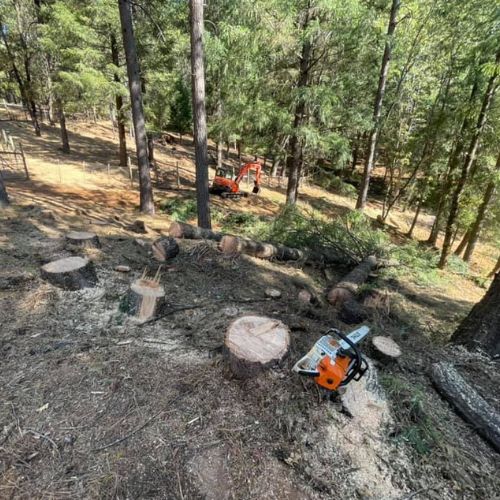 Tree Removal Services in Cameron Park CA